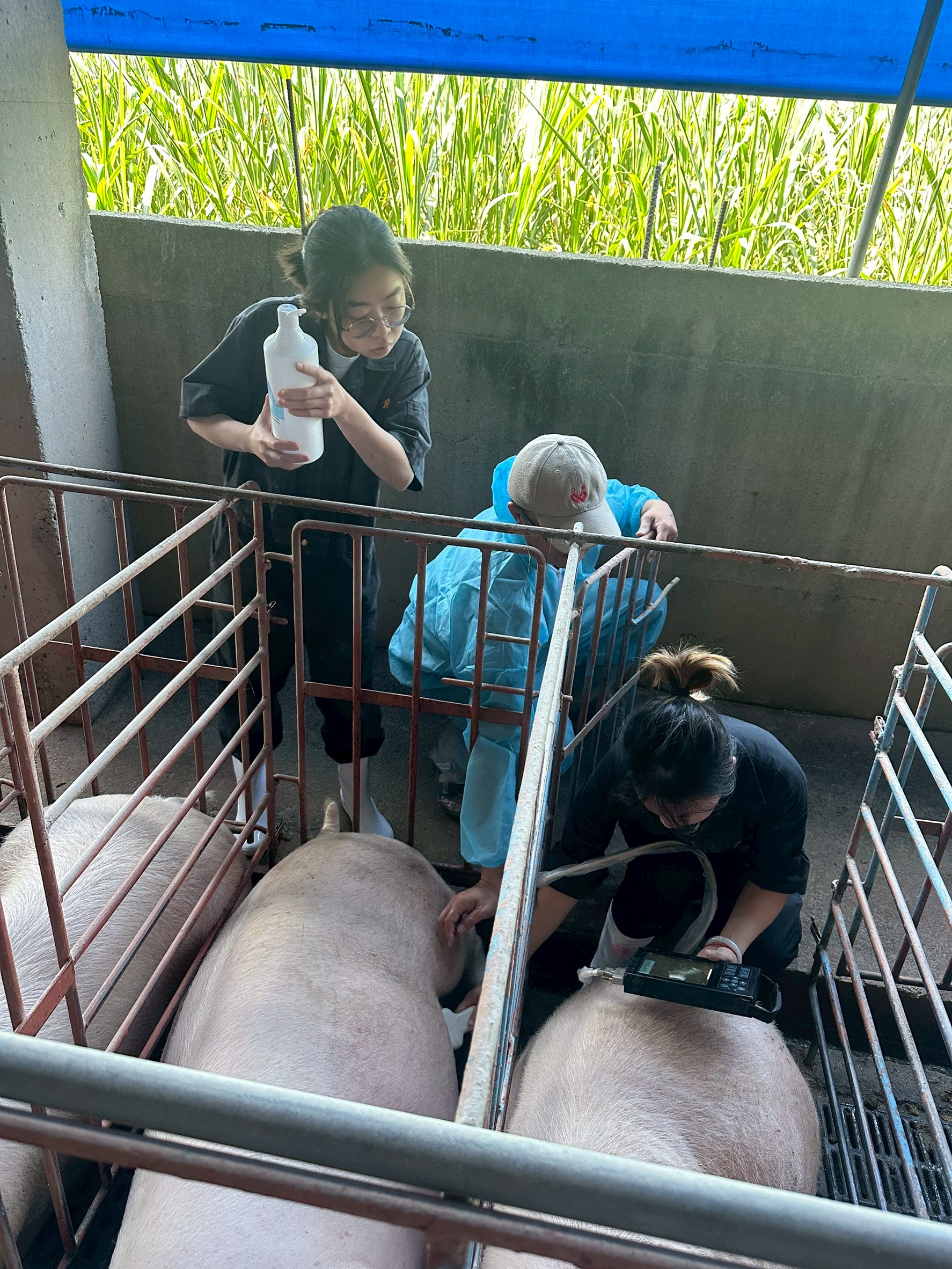 團隊在豬舍進行現場研究與資料蒐集