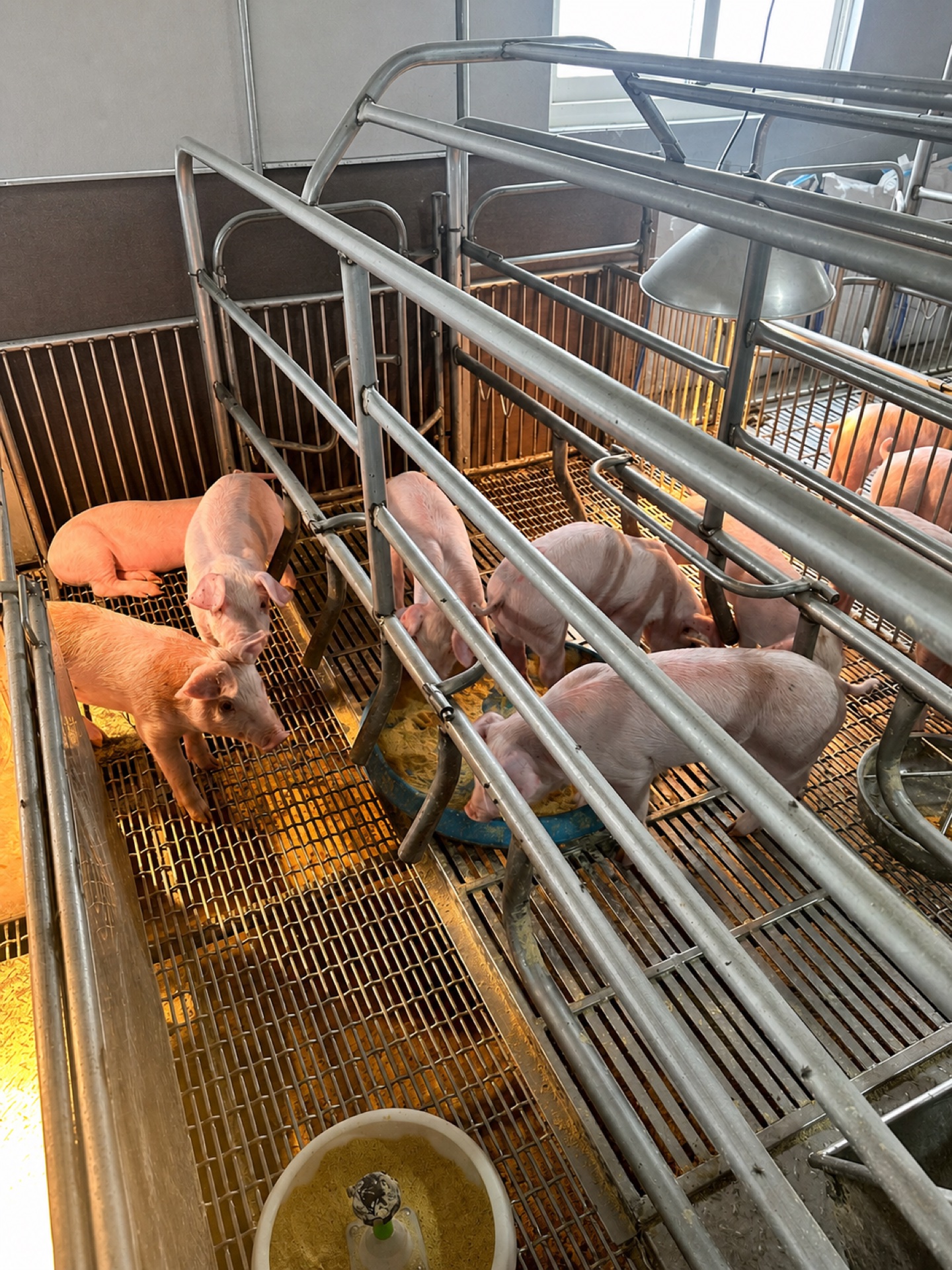 豬舍內的仔豬飼養試驗畫面