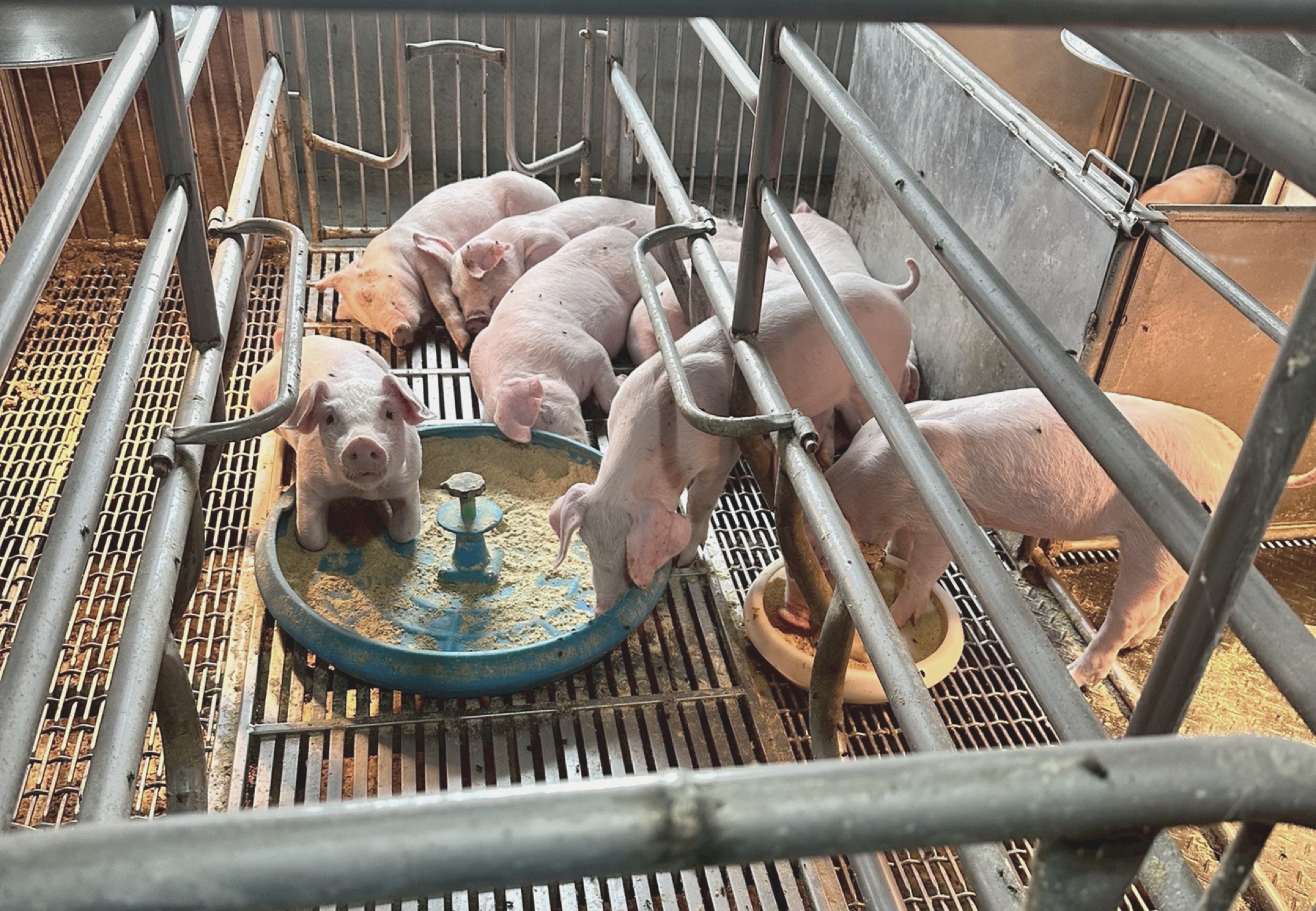 離乳仔豬在教槽豬舍採食飼料