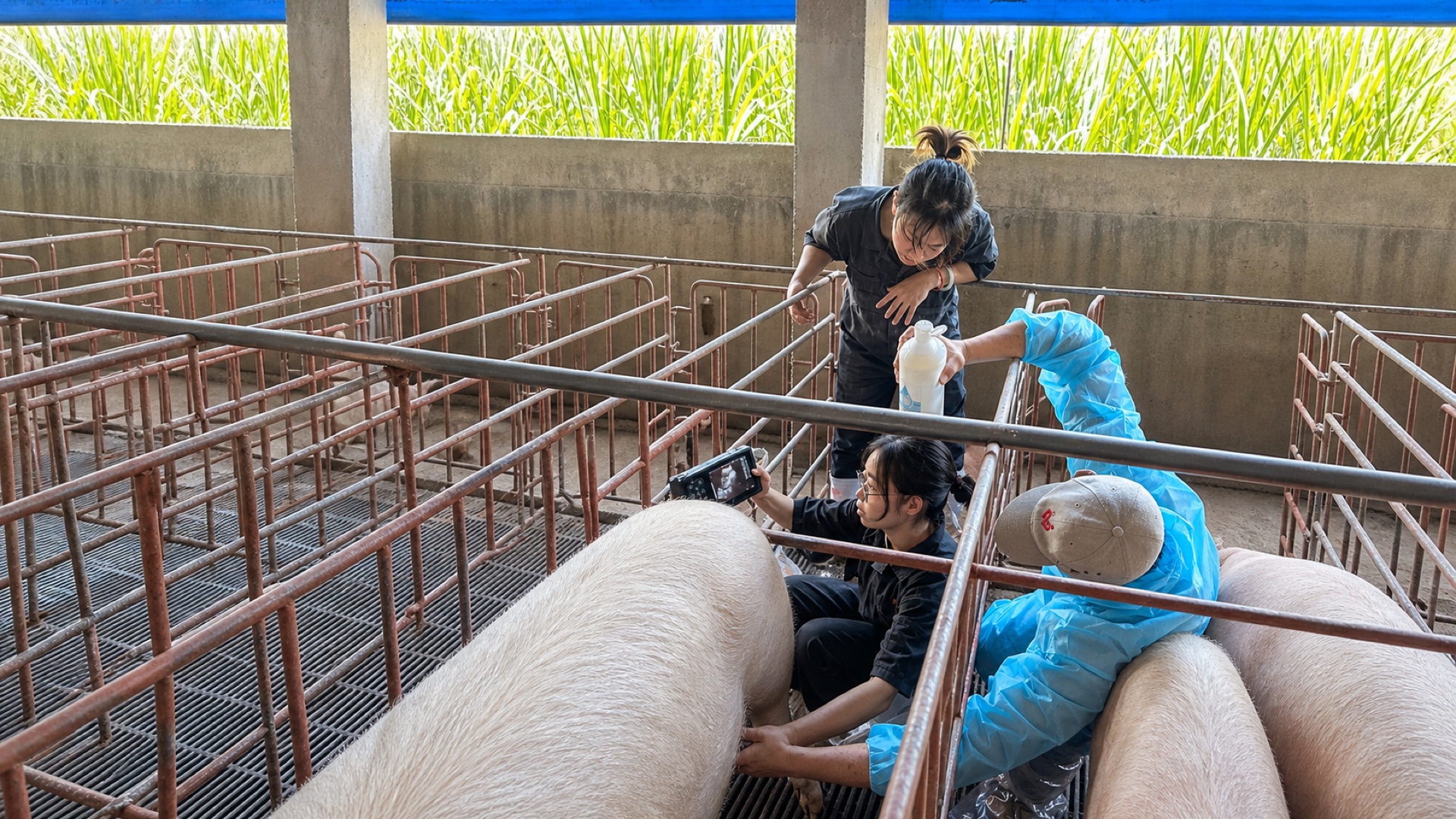 佳興團隊於豬舍進行研究與觀察